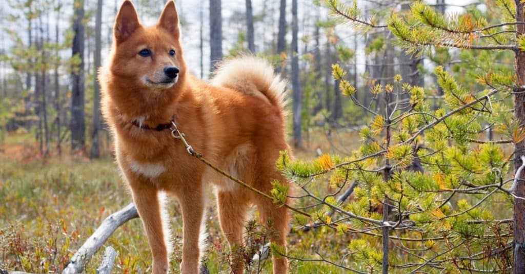 Finnish Spitz standing in field