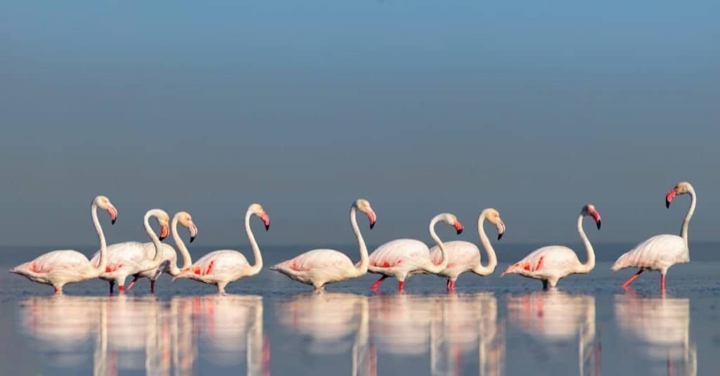 Group birds of pink African Flamingos walking around the blue lagoon on a sunny day, Namibia