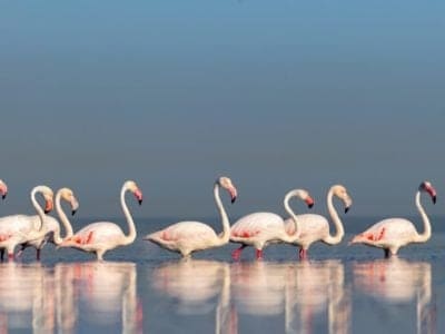 Flamingo Picture