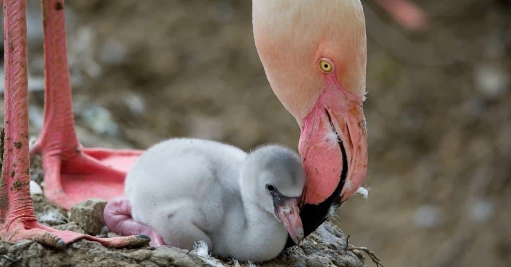 Flamingos (Phoenicopteridae) newborn baby with his mother.