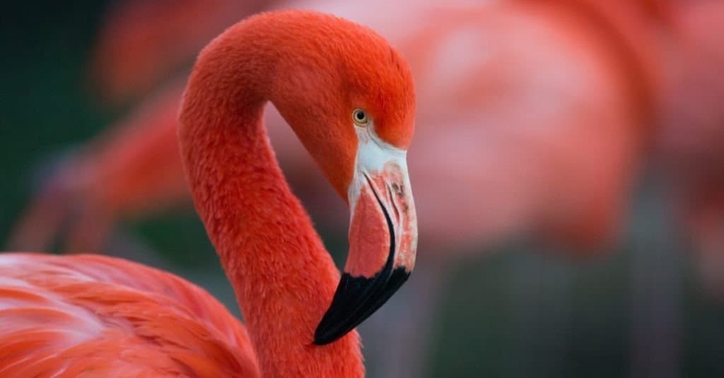 Flamingo close-up