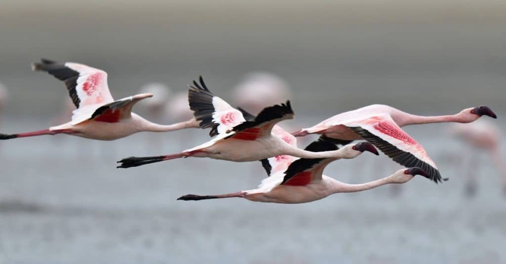 Flamingo in flight over water