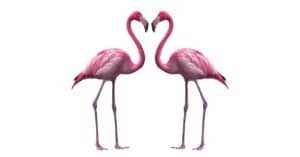 Flamingo - A-Z Animals