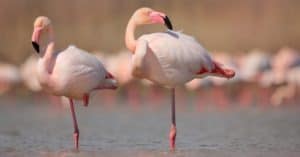 Discover the Reasons Why Flamingoes Stand on One Leg Picture