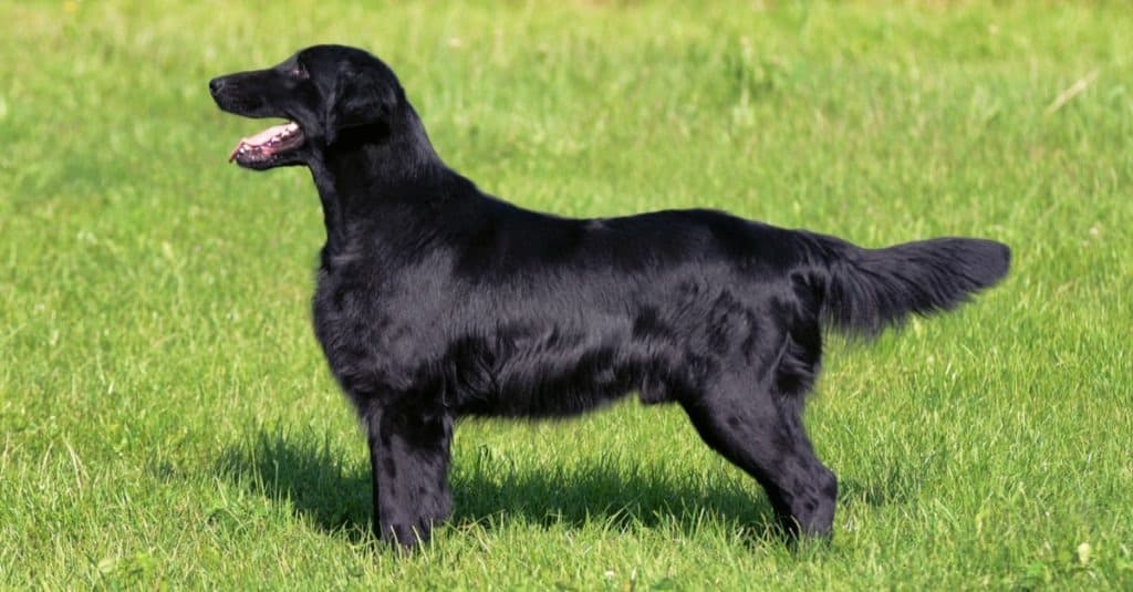 Flat-Coated Retriever standing in the meadow