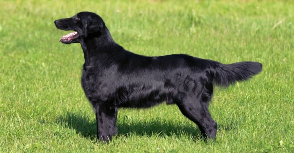 Flat coated 2024 retriever cost