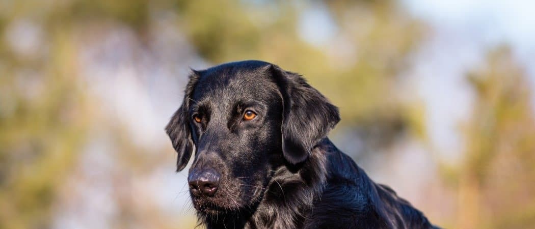 zoon waarschijnlijkheid Ontwarren Flat-Coated Retriever Dog Breed Complete Guide - AZ Animals