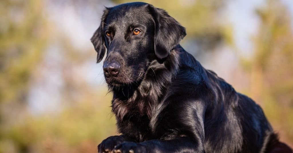 Black flat-coated retriever, on a sunny day in the middle of a forest.