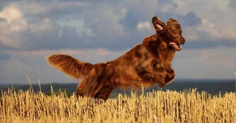 A Flat-coated retriever is jumping on a stubble field in the sunshine