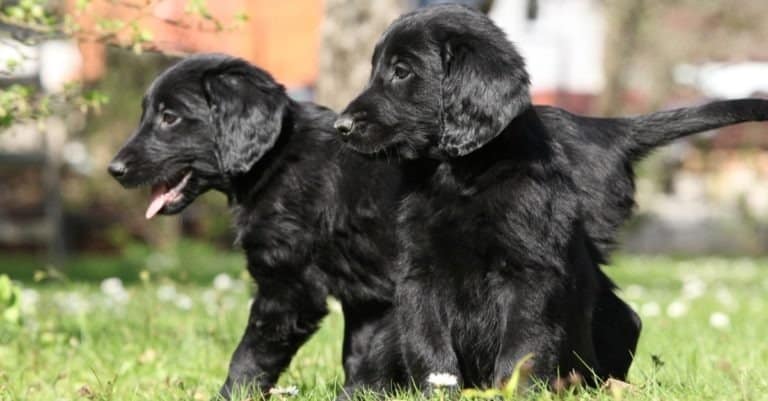 Flat-coated retriever puppies playing