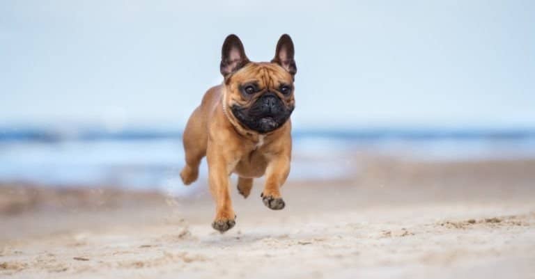 French Bulldog dog on a beach