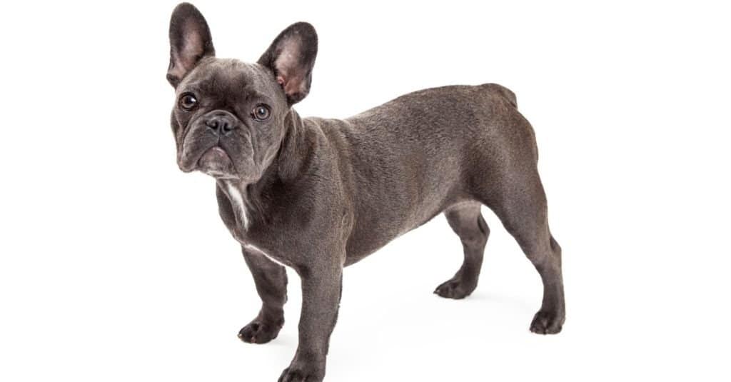 French Bulldog vs english bulldog