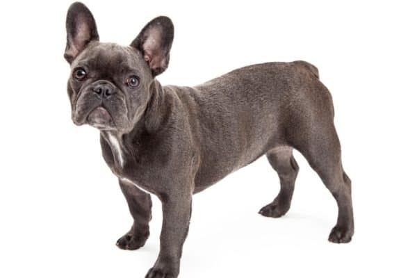 French Bulldog: What Do You Know? - A-Z Animals