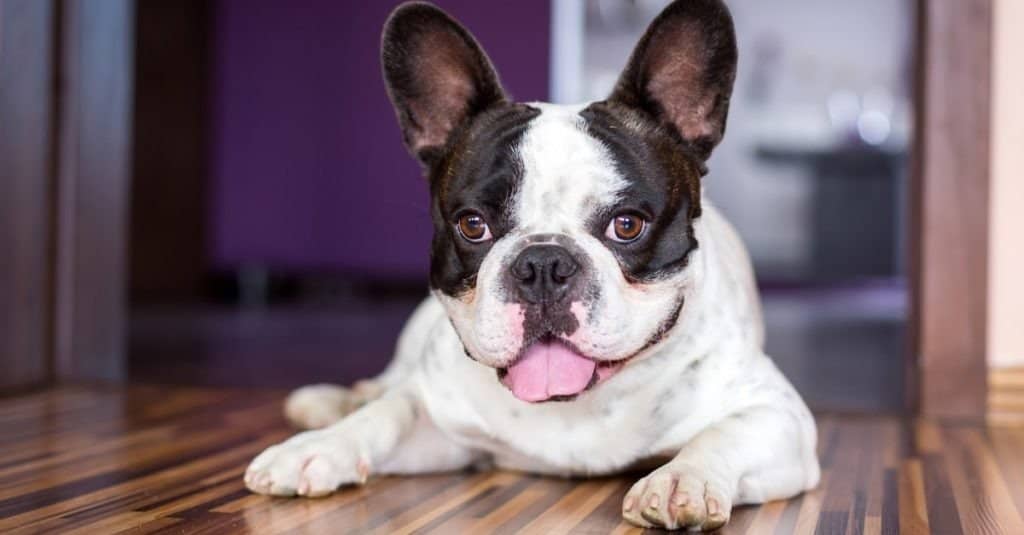 French bulldog lying down tired after walk