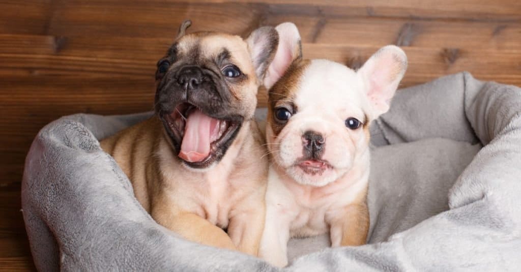 French Bulldog puppies playing