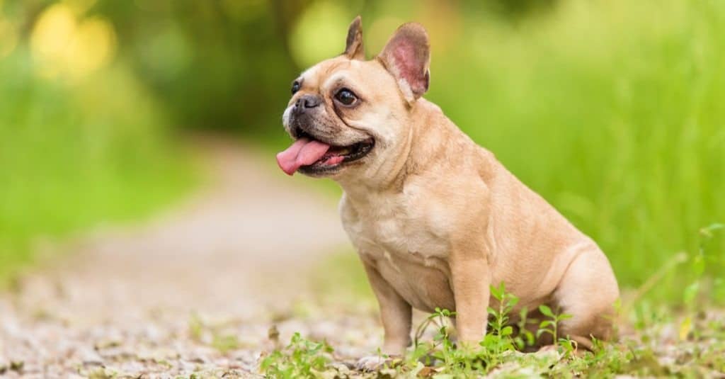 French Bulldog sitting in park