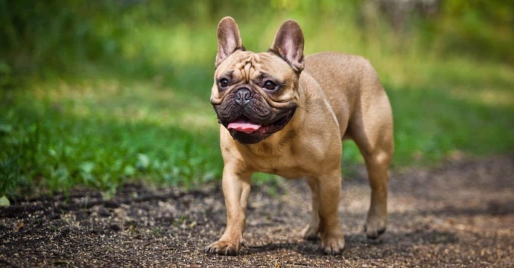 French bulldog walking in the park