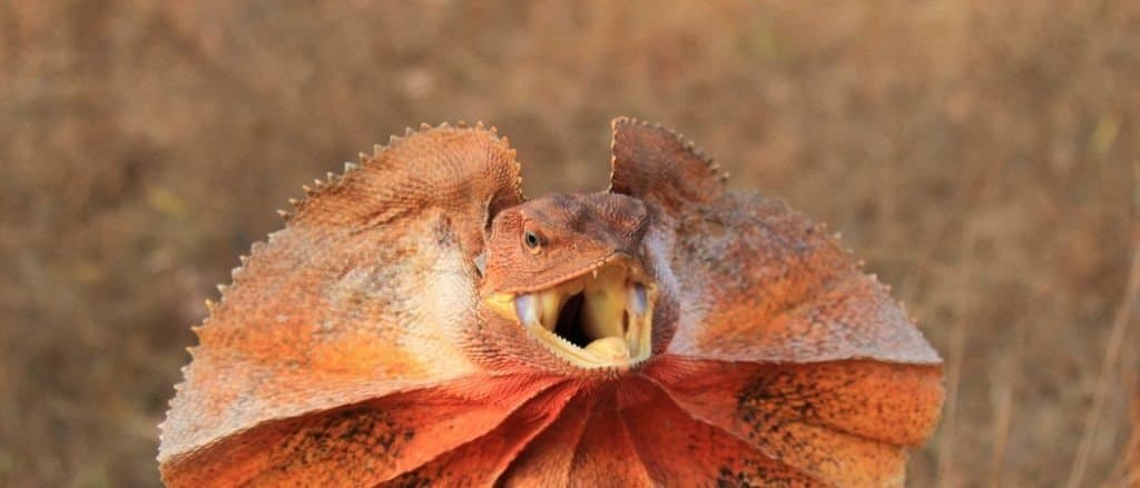 Frilled Lizard (Chlamydosaurus kingii) on termite mound