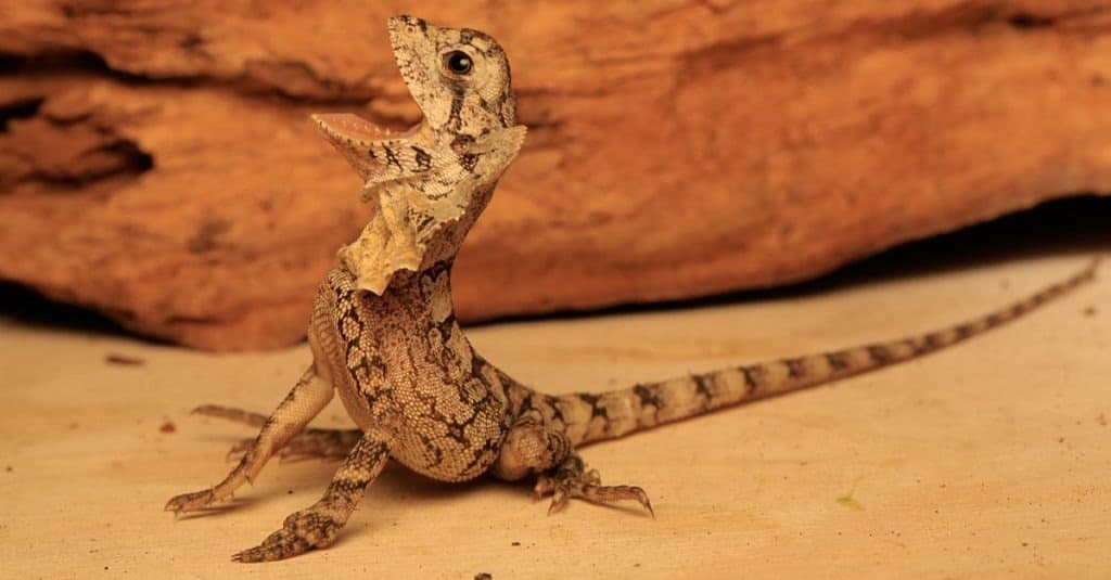 The frilled lizard baby (Chlamydosaurus kingii) is showing aggressive behavior.