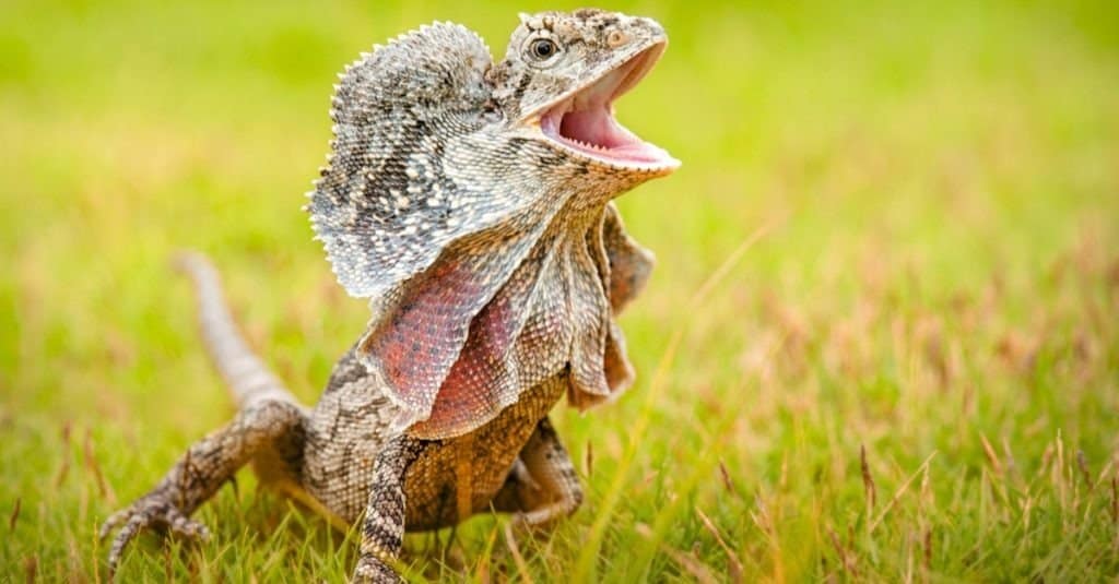 Frilled Lizard Animal Facts Chlamydosaurus kingii AZ Animals