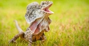 Do Lizards Bite? (And Which Lizards Are Most Dangerous!) Picture