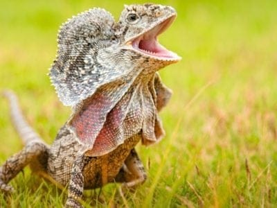 frilled lizard chlamydosaurus