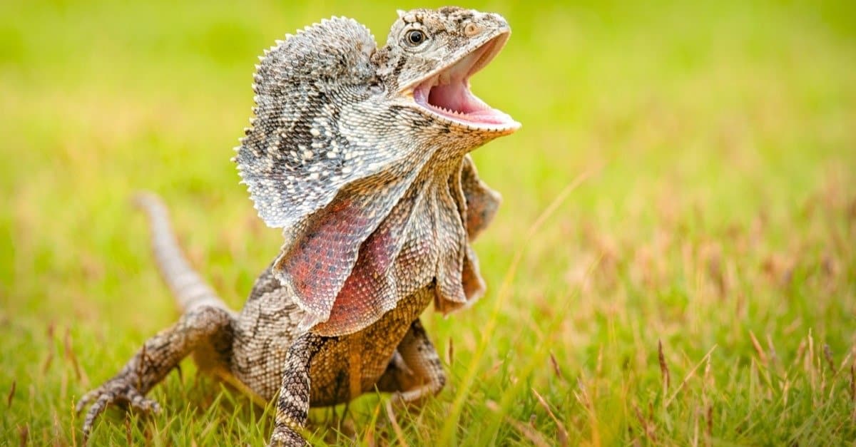 Frilled lizard in grass