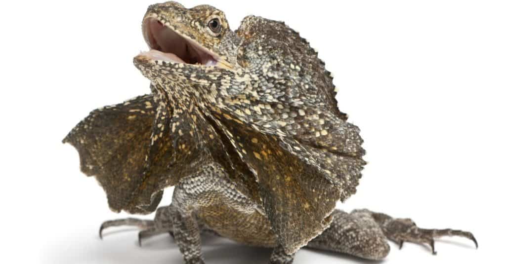 Frill-necked lizard, also known as the frilled lizard, Chlamydosaurus kingii, in front of white background