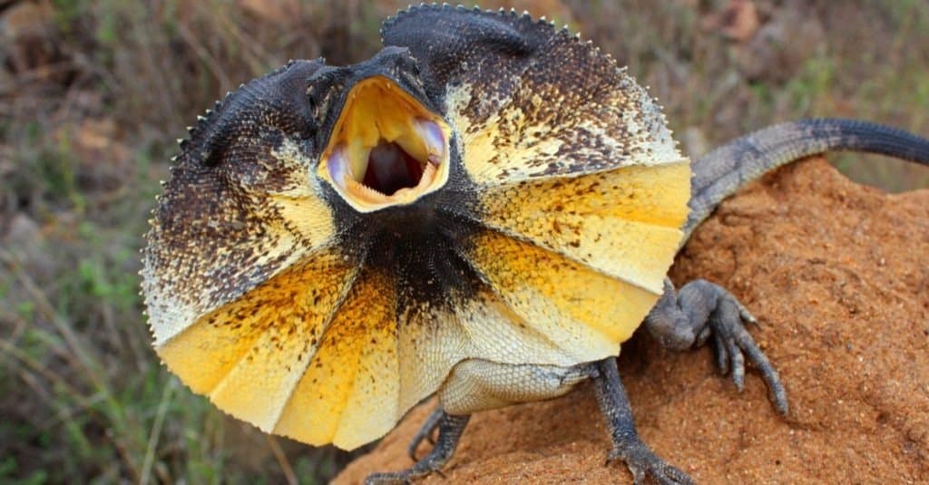 Frilled Lizard on a rock