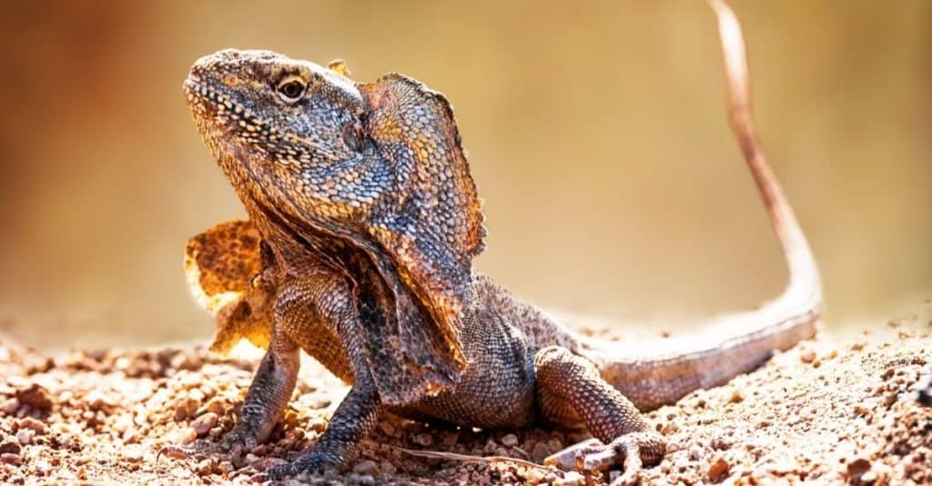 Closeup of alert frilled neck lizard (Chlamydosaurus kingii) on land