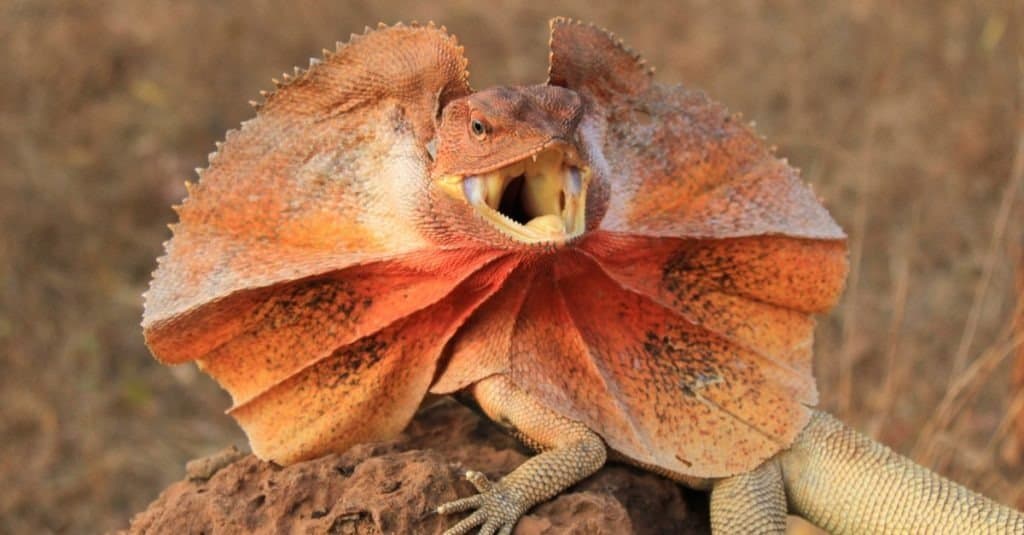 Frilled lizard on termite mound