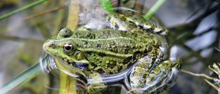 Green frog in Krka National Park, Croatia