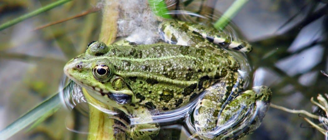 Frog Animal Facts - A-Z Animals