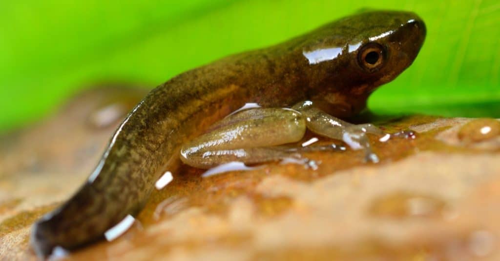 Frog Tadpole out of the water