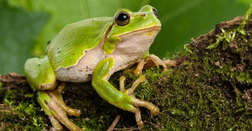 Frog Animal Facts - WikiPoint - Wiki Point