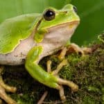 European green tree frog, Hyla arborea, sitting on a moss-covered branch.