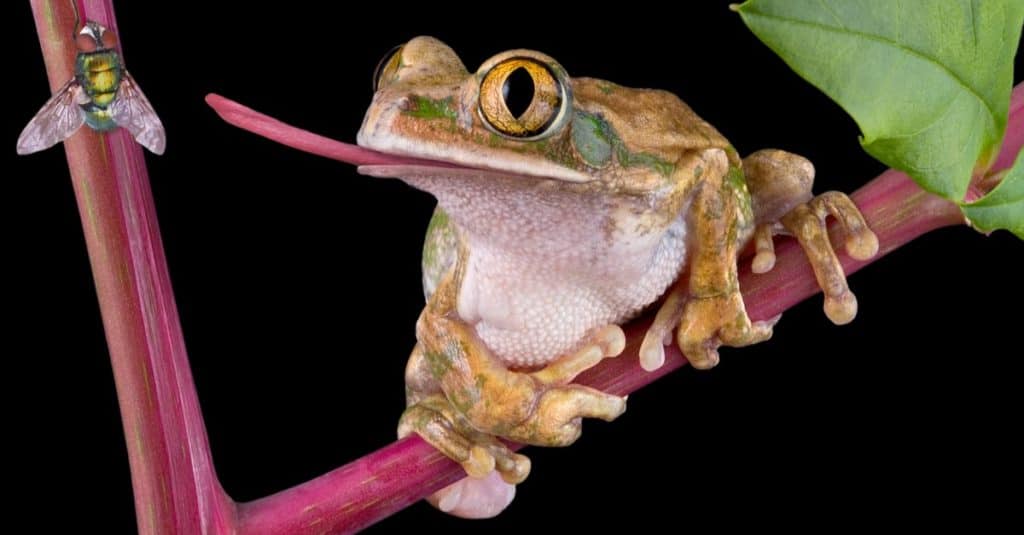 A tree frog with big eyes is trying to catch a fly with its tongue