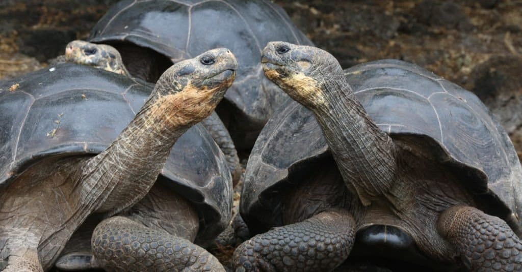 Galapagos Tortoise, Galapagos Islands, Ecuador