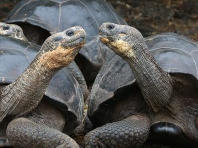 Galapagos Tortoise Animal Facts | Chelonoidis nigra | AZ Animals