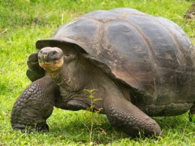 Galapagos Tortoise Animal Facts | Chelonoidis nigra | AZ Animals