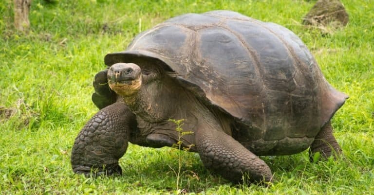 A giant Galapagos Tortoise, Galapagos islands, Ecuador, South America