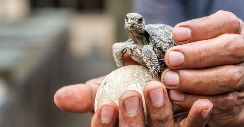 Baby Galapagos tortoise on Isabela Island in the Galapagos Islands in Ecuador