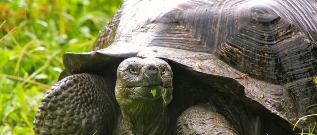 Galapagos giant tortoise (Geochelone elephantopus) on Santa Cruz Island in Galapagos National Park, Ecuador.