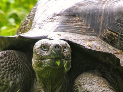 A Galapagos Tortoise