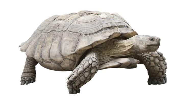 giant Galapagos tortoise isolated on white background