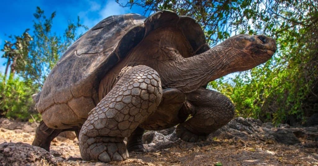 Rùa Galapagos đứng trên hai chân.
