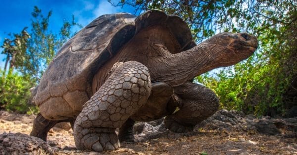 Galapagos Tortoise - A-Z Animals