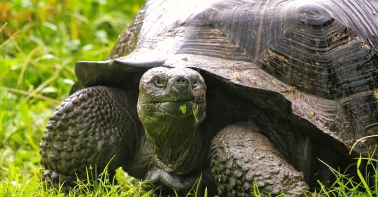 Galapagos tortoise on Santa Cruz Island in Galapagos National Park, Ecuador.