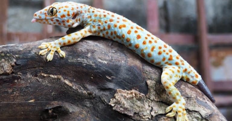 Close up of Gecko or Tropical Asian geckos on a tree.