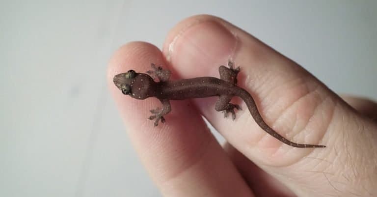 Baby Common House Gecko, displayed on a human finger and thumb
